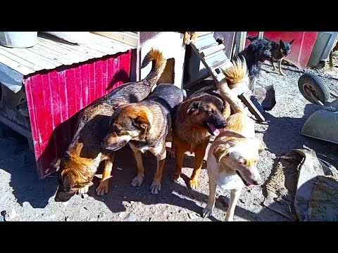 Видео: Много собачек и "зародыш" еще одной фермы! 16 часть БДФ о строительстве навеса в приюте!