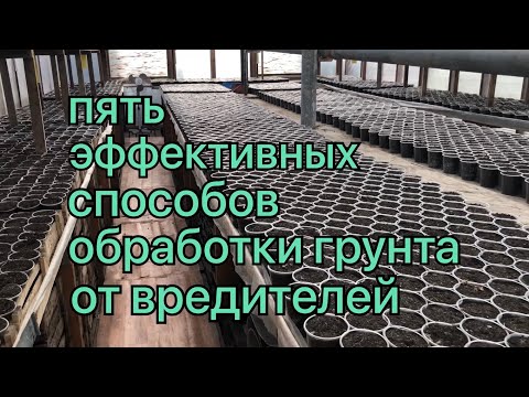 Видео: Как заготовить СТАКАНЫ ПОД РАССАДУ ОСЕНЬЮ? ЭФФЕКТИВНЫЕ ОБРАБОТКИ ГРУНТА от болезней и вредителей!