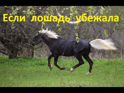 Видео: Если лошадь убежала. Что делать?