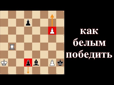 Видео: Шахматная загадка для настоящих гениев! Как белым победить?