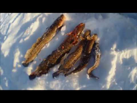 Видео: Красноярское море, залив Кривляк. Второй день.