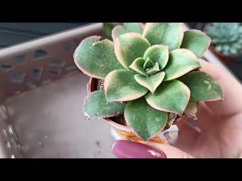 Видео: Что делать с суккулентами после покупки в гипермаркете: очистка, обработка, посадка