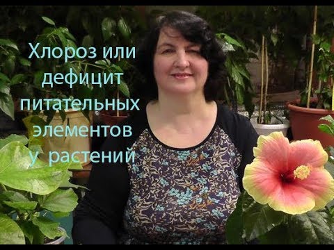 Видео: Хлороз или дефицит питательных элементов у растений - видео Ольги Пряниковой