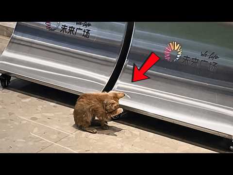 Видео: В торговом центре больная котёнка вылизывала грязную шерсть, надеясь найти дом.