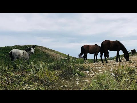 Видео: ⛰️Мамзышха и Альпийские луга🌾🌼🐎🏇