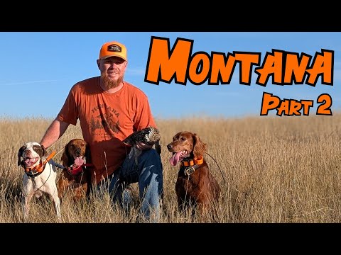 Видео: Охота на птиц в горах Монтаны (часть 2)