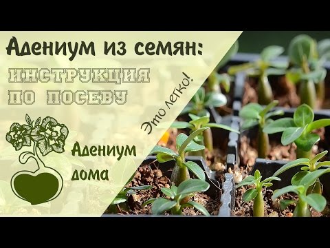 Видео: Адениум дома: Как вырастить адениум из семян. Инструкция по посеву.