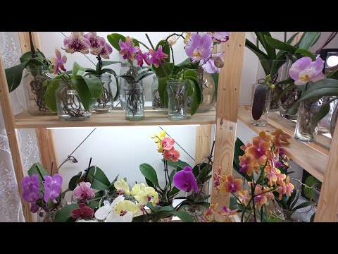 Видео: 8 месяцев в Открытой Системе. Нацвело🪷🌺🌸 Короткий обзор всех орхидей🥰
