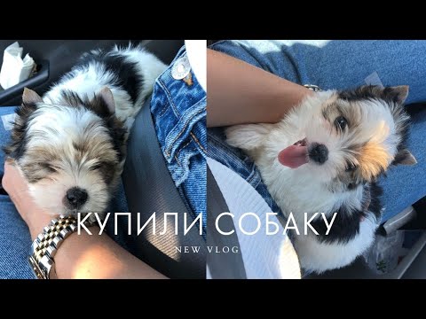 Видео: VLOG: СБЫЛАСЬ САМАЯ БОЛЬШАЯ МЕЧТА МОЕЙ ЖИЗНИ! КУПИЛИ СОБАКУ, КАК НАЗВАЛИ? СИЖУ НА БОЛЬНИЧНОМ