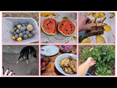 Видео: Больше не буду сажать...Арбузы для курочек! Так жалко дерево...Жизнь в частном доме