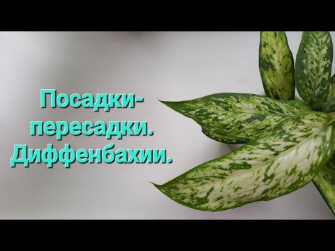 Видео: 282. Цветы. Посадки-пересадки. Мои диффенбахии.