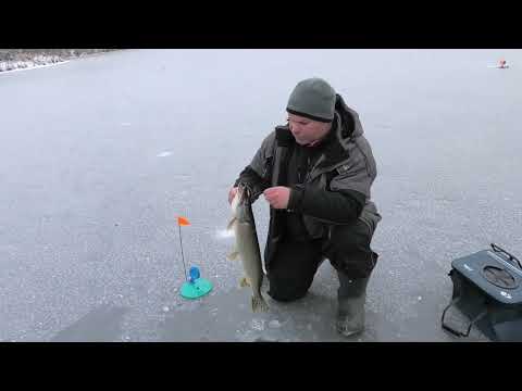 Видео: Прапорці загоряються один за одним! Жор щуки на зимові жерлиці та балансири на дикому озері!