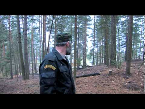 Видео: натаска и притравка западно-сибирской лайки на кабана