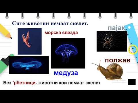 Видео: IV oдделение - Природни науки - Скелет и мускули