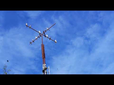 Видео: 13.09.2025г Подъем Голубей после Ярмарки.