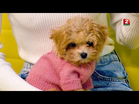 Видео: ДОРОГАЯ ПОРОДА! МАЛЬТИПУ! Сколько стоит и как ухаживать? Кинолог Ульяна Зинченко