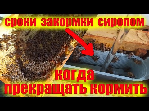 Видео: Сколько кормить пчел осенью. Сколько мёда оставлять в зиму. Подкормка пчел на пасеке