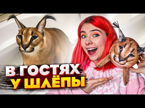 Видео: КАК ЖИВЁТ БОЛЬШОЙ ШЛЁПА? Приехали в гости к каракалу!