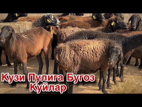 Видео: СУВ ТЕКИН! Кузи Пулига Бугоз Куйлар! 