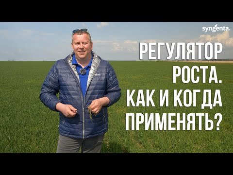 Видео: Регулятор роста на озимой пшенице. Как и когда применять? Моддус