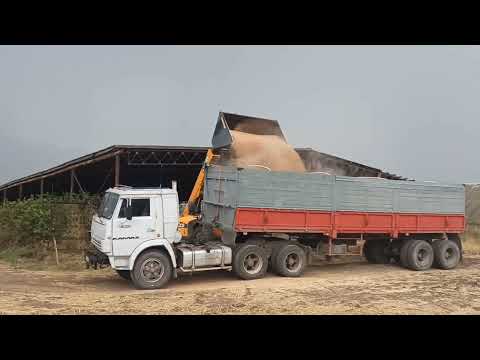 Видео: Камаз 5410. (зерновоз) Засел по самые чулки. ну и погрузка :-)