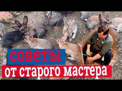 Видео: Обработка шкур кролика. Выделка шкур