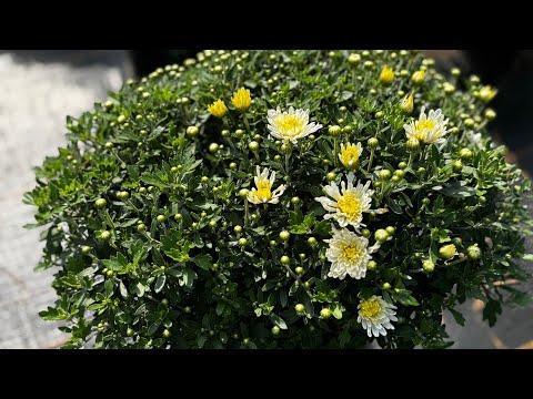 Видео: Хризантема мультифлора 10 августа 2025