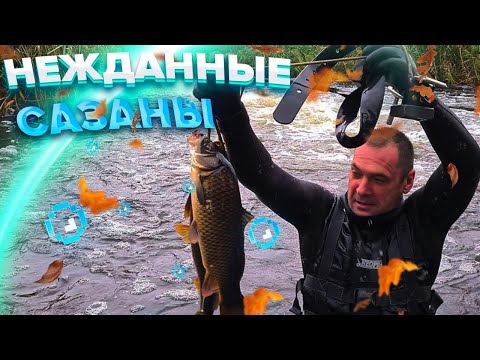 Видео: ПОДВОДНАЯ ОХОТА НА САЗАНА ОСЕНЬ 2023г