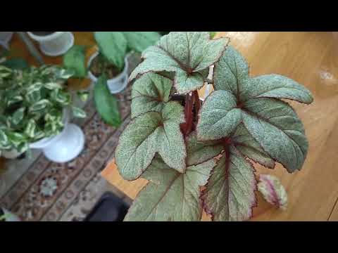 Видео: Обзор декоративно -лиственных бегоний.  часть 2.