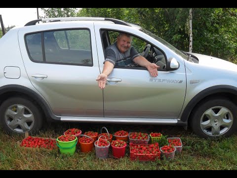 Видео: Мои автомобили РЕНО САНДЕРО СТЕПВЕЙ и ШКОДА РАПИД. Какие впечатления.