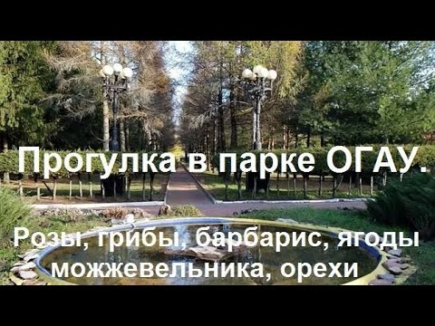 Видео: 251026 Прогулка парк ОГАУ Сбор грибов Интересные растения грибы деревья памятник Парахину город Орёл