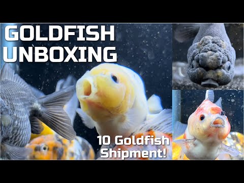 Видео: Мне прислали таинственную посылку с острова Голдфиш
