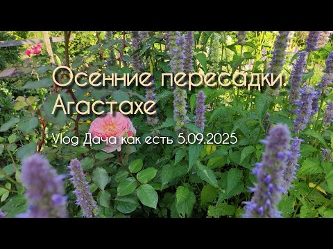 Видео: Осенние дачные хлопоты. Агастахе/ vlog дача как есть 5.09.2025