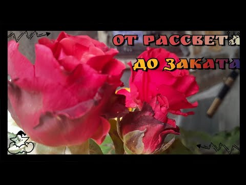 Видео: Продолжаем сбрасывать вес 👌Два завтрака и один ужин 👻 Бал Монстров😱