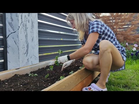 Видео: Работа в саду и новая грядка для клубники