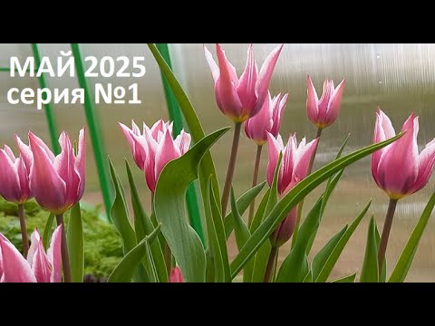 Видео: Май 2025 серия №1. Природное земледелие.