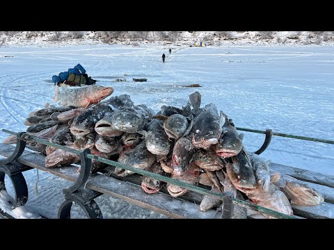 Видео: ЖЕСТЬ!! НАЛИМ ГИГАНТ ПОЕДАТЕЛЬ ЩУК ПОЙМАН! Вот это рыбалка!