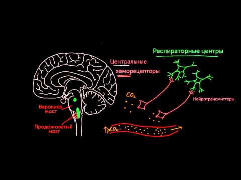 Видео: Центральные хеморецепторы