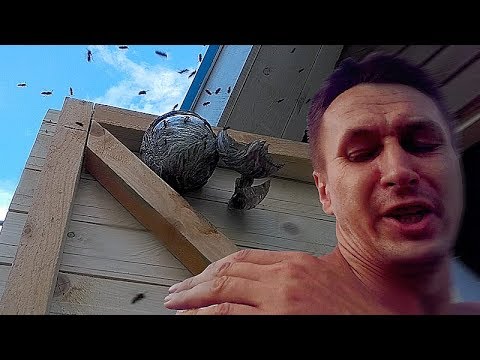 Видео: Покусали осы, теперь хромаю
