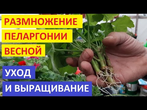 Видео: Герань укорениться за счинанные часы сделайте так. Результат 100%