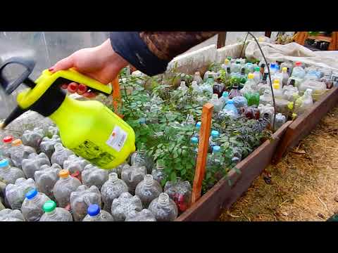 Видео: КАК  УКРЫТЬ ЧЕРЕНКИ НА ЗИМУ..ПРОСТОЕ  СРЕДСТВО ОТ МЫШЕЙ!!