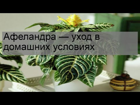 Видео: Афеландра — уход в домашних условиях