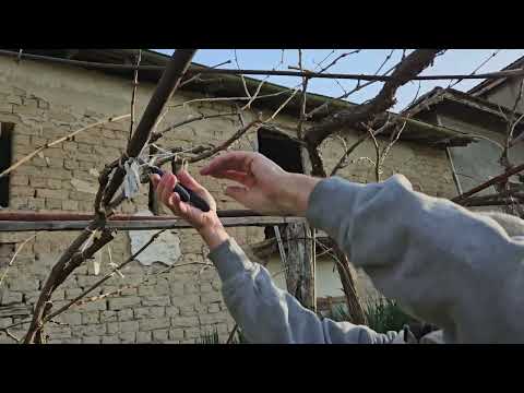 Видео: Асма.Резитба.#лоза