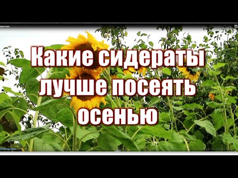 Видео: 394_Какие СИДЕРАТЫ лучше посеять ОСЕНЬЮ