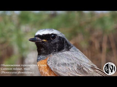 Видео: Обыкновенная горихвостка. Самец. Common redstart. Male. (Phoenicurus phoenicurus).