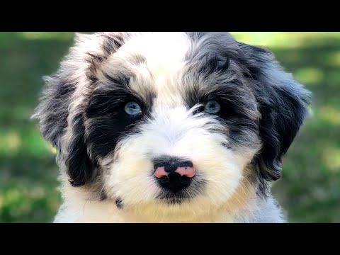 Видео: Aussiedoodle — полное руководство по 10 плюсам и минусам