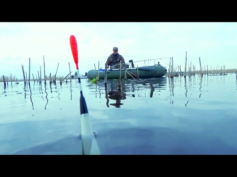 Видео: РЫБАЛКА на КАРАСЯ на ПОПЛАВОК!!! Это просто кони!!!