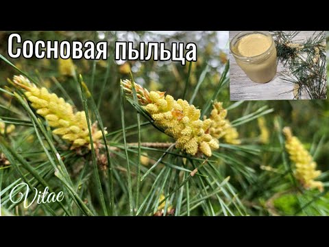 Видео: Сосновая пыльца- такая полезная и нужная в каждом доме,как собрать,что с ней делать!!!