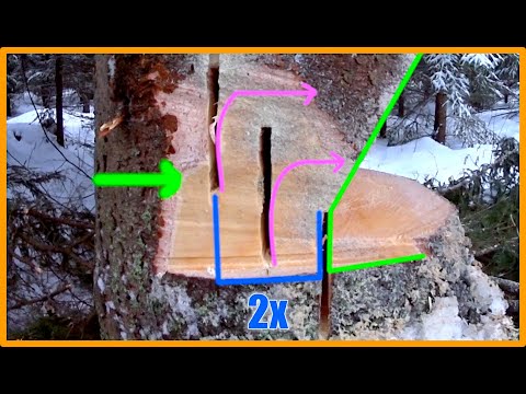Видео: Лучшая техника валки деревьев для максимального контроля — Shark Gill