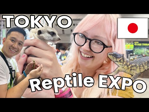 Видео: Токийская выставка рептилий и экзотических животных! Сравним цены!